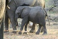 Baby elephant closeup in the savanna